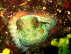 Please,don"t touch!!!
Adriatic sea, Canon A70, strobe SX... by Igor Chekrizhev 